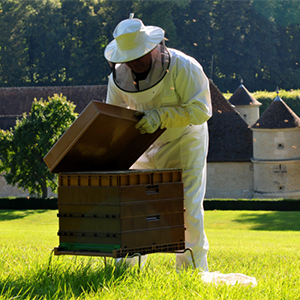 Initiation à l’apiculture-Domaine de Villarceaux